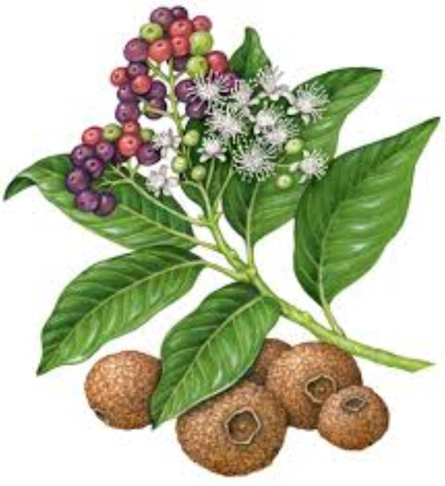 Organic Allspice Berries (pimento dioica)