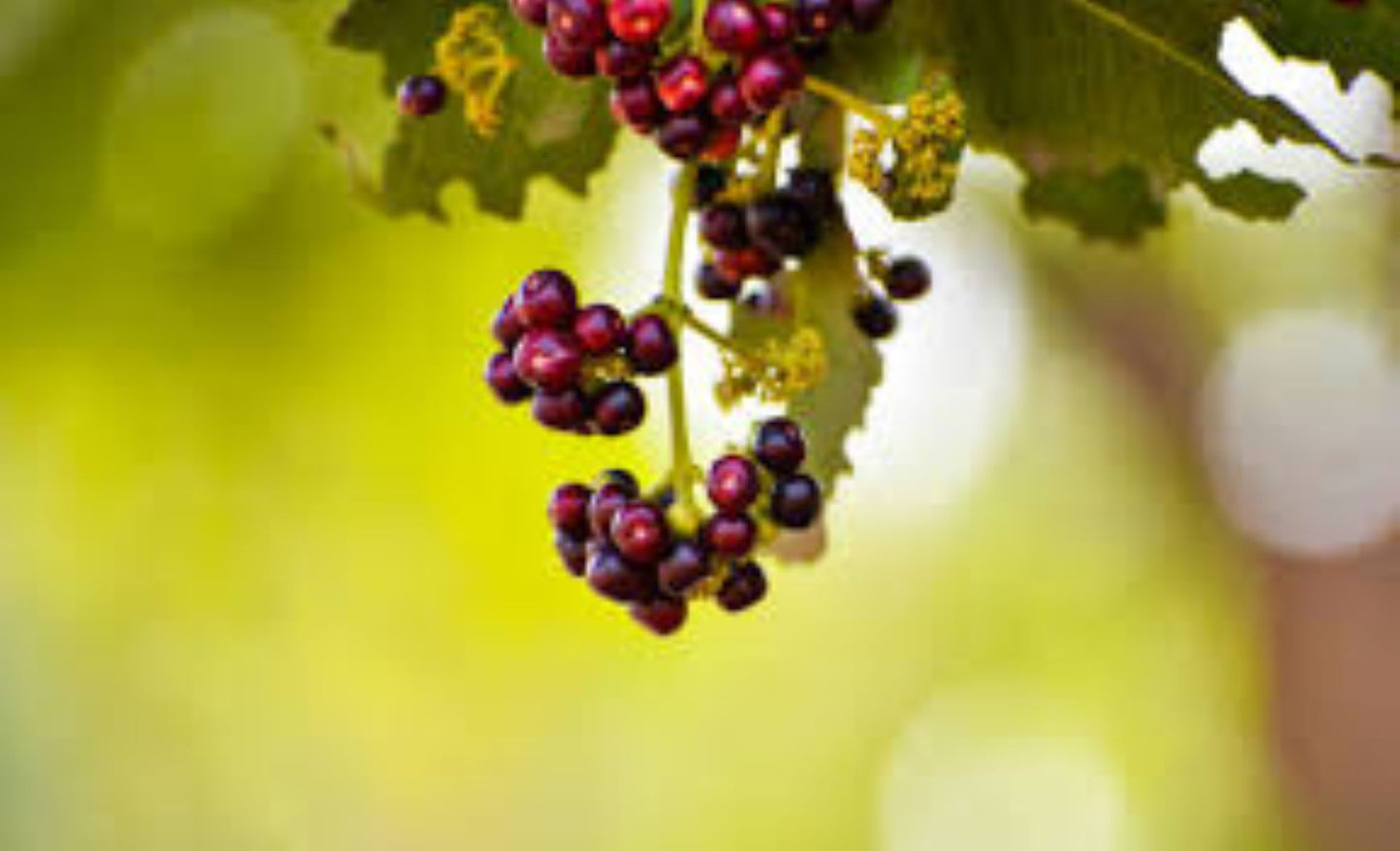 Organic Allspice Berries (pimento dioica)