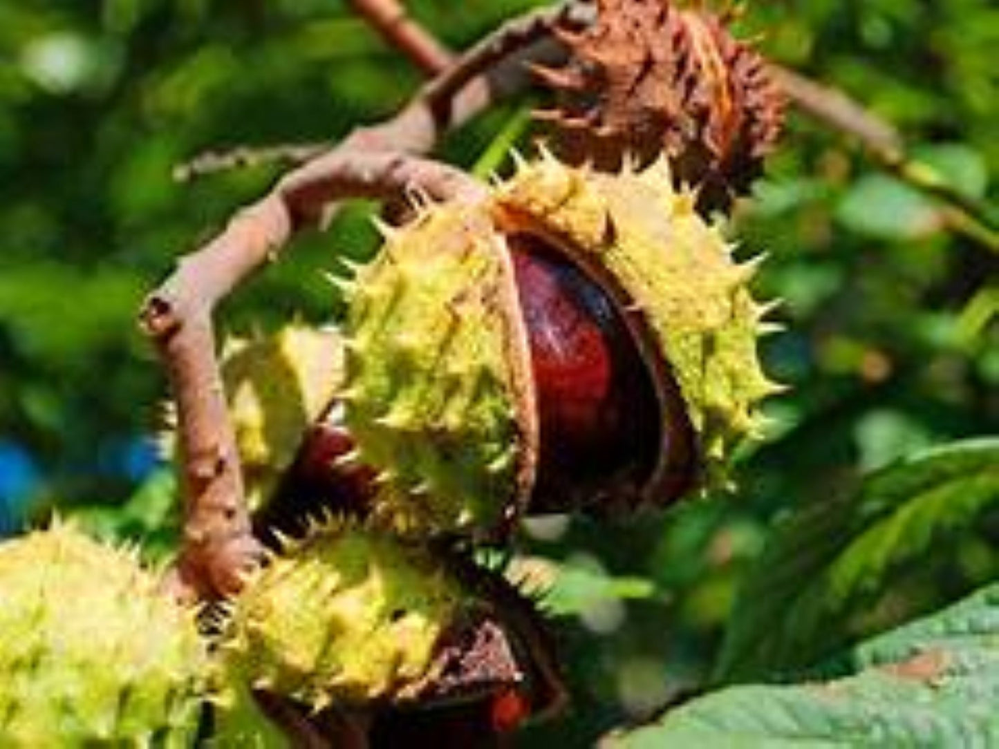 Organic Horse Chestnut (aesculus hippocastanum)