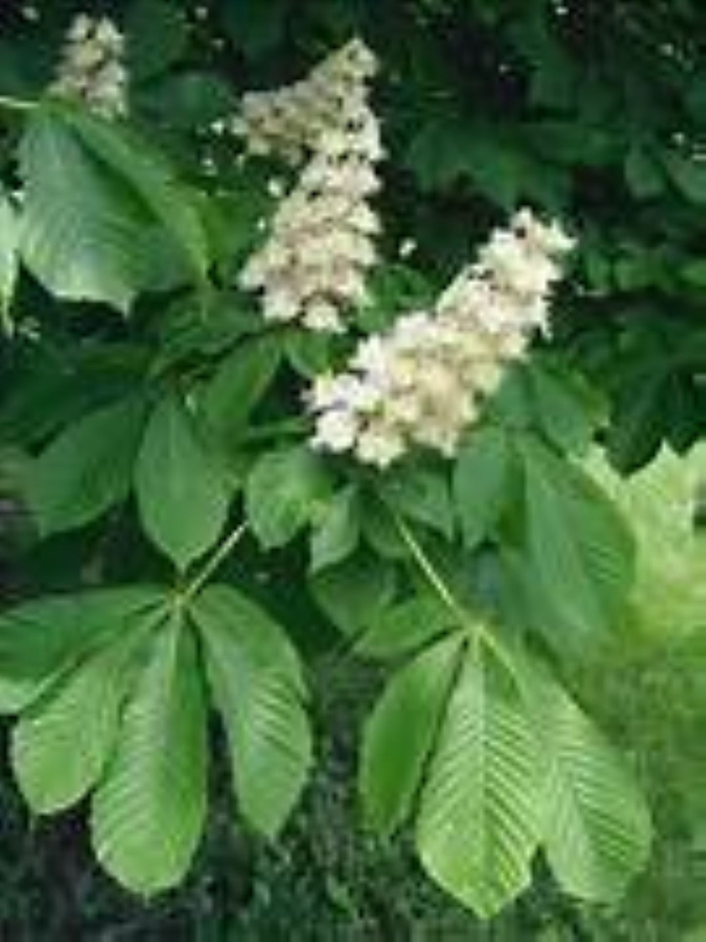 Organic Horse Chestnut (aesculus hippocastanum)