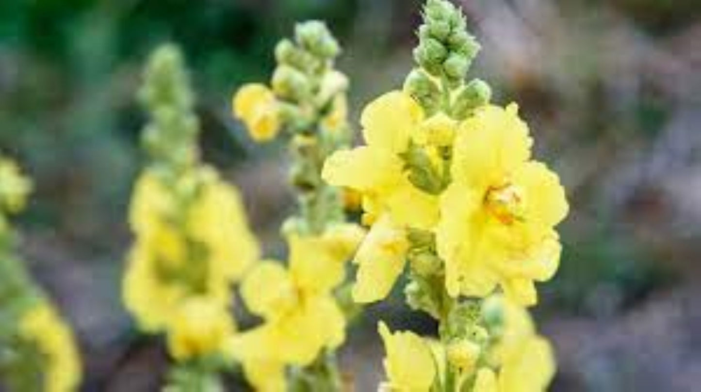 Organic Mullein (verbascum thapsus)