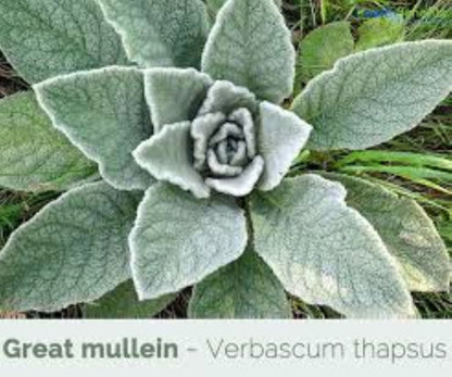 Organic Mullein (verbascum thapsus)