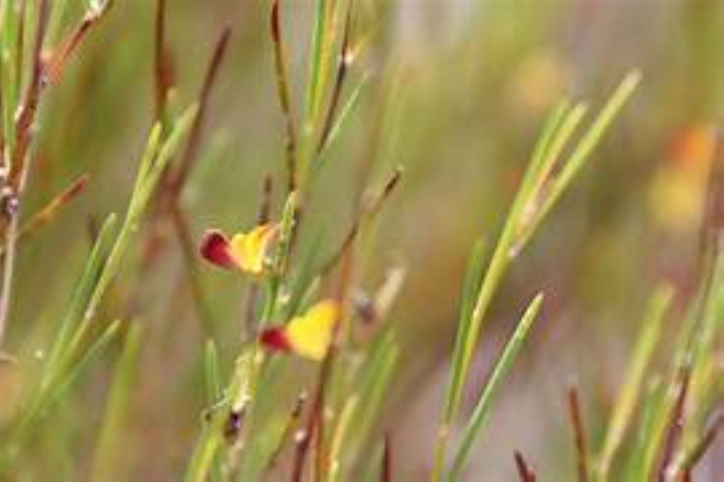 Organic Rooibos (aspalathus linearis)