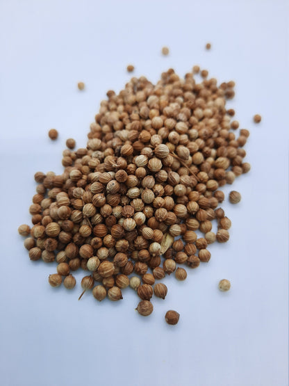 Organic Coriander (Coriandrum sativum)