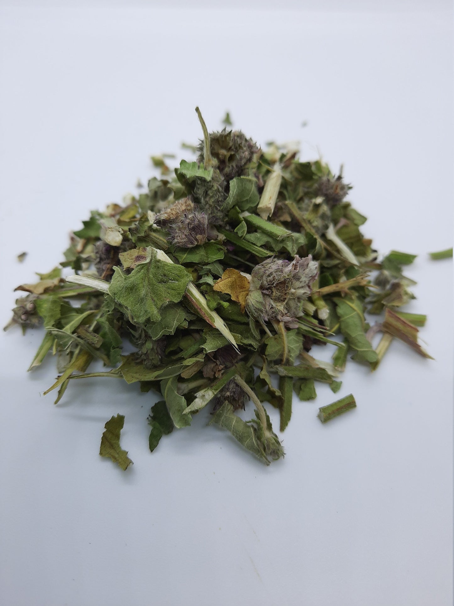 Organic Wood Betony (Stachys officinalis)