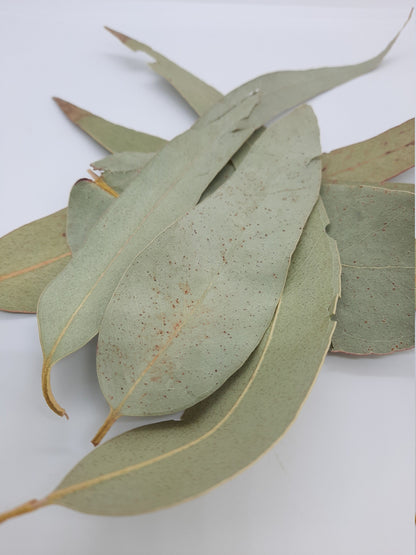 Organic Eucalyptus Leaf - Whole (eucalyptus globulus)