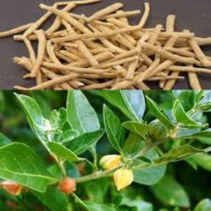 Organic Ashwagandha Root (withania somnifera)