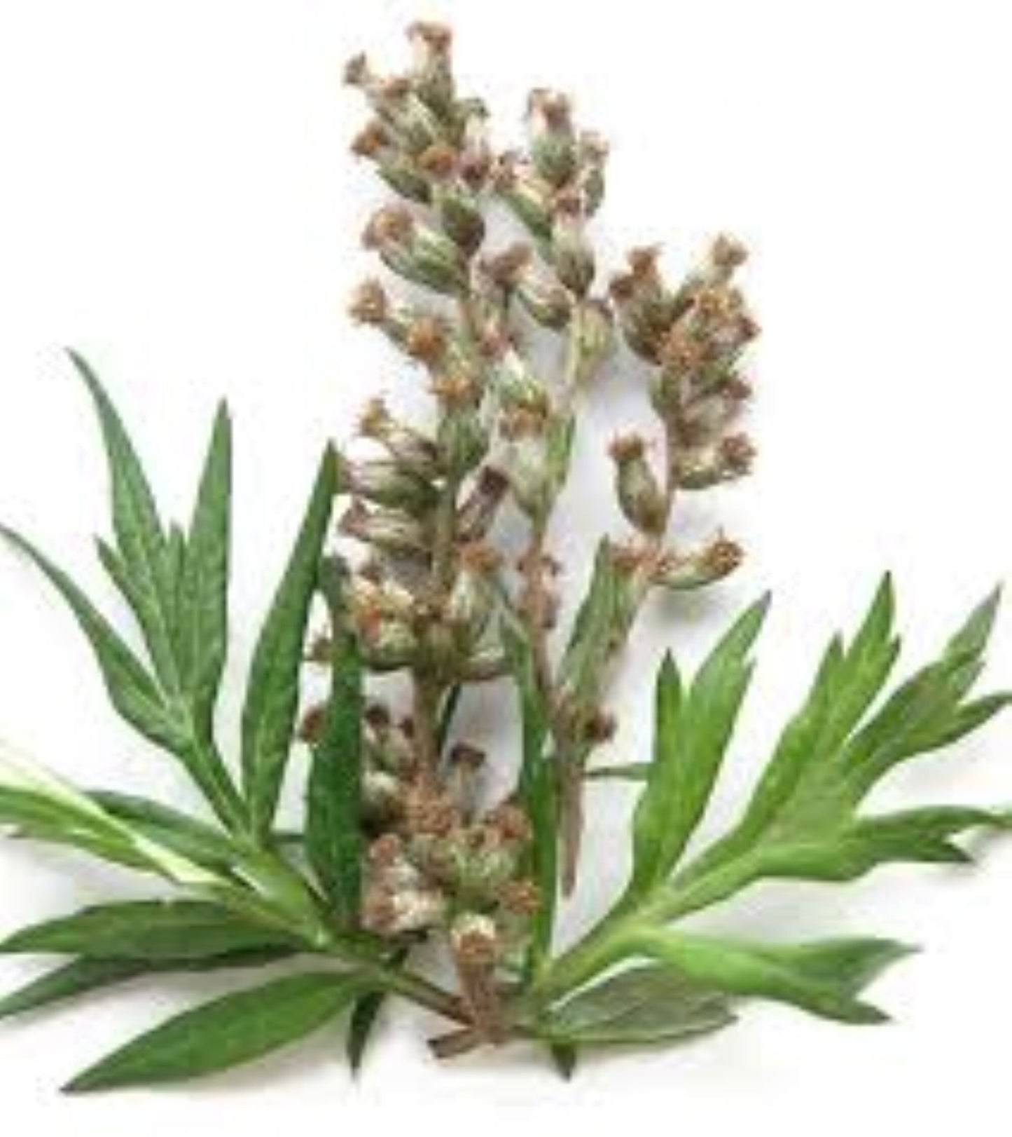 Organic Mugwort (artemisia vulgaris)