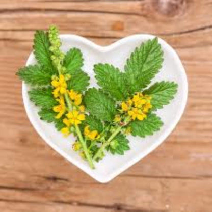 Organic Agrimony (agrimonia eupatoria)