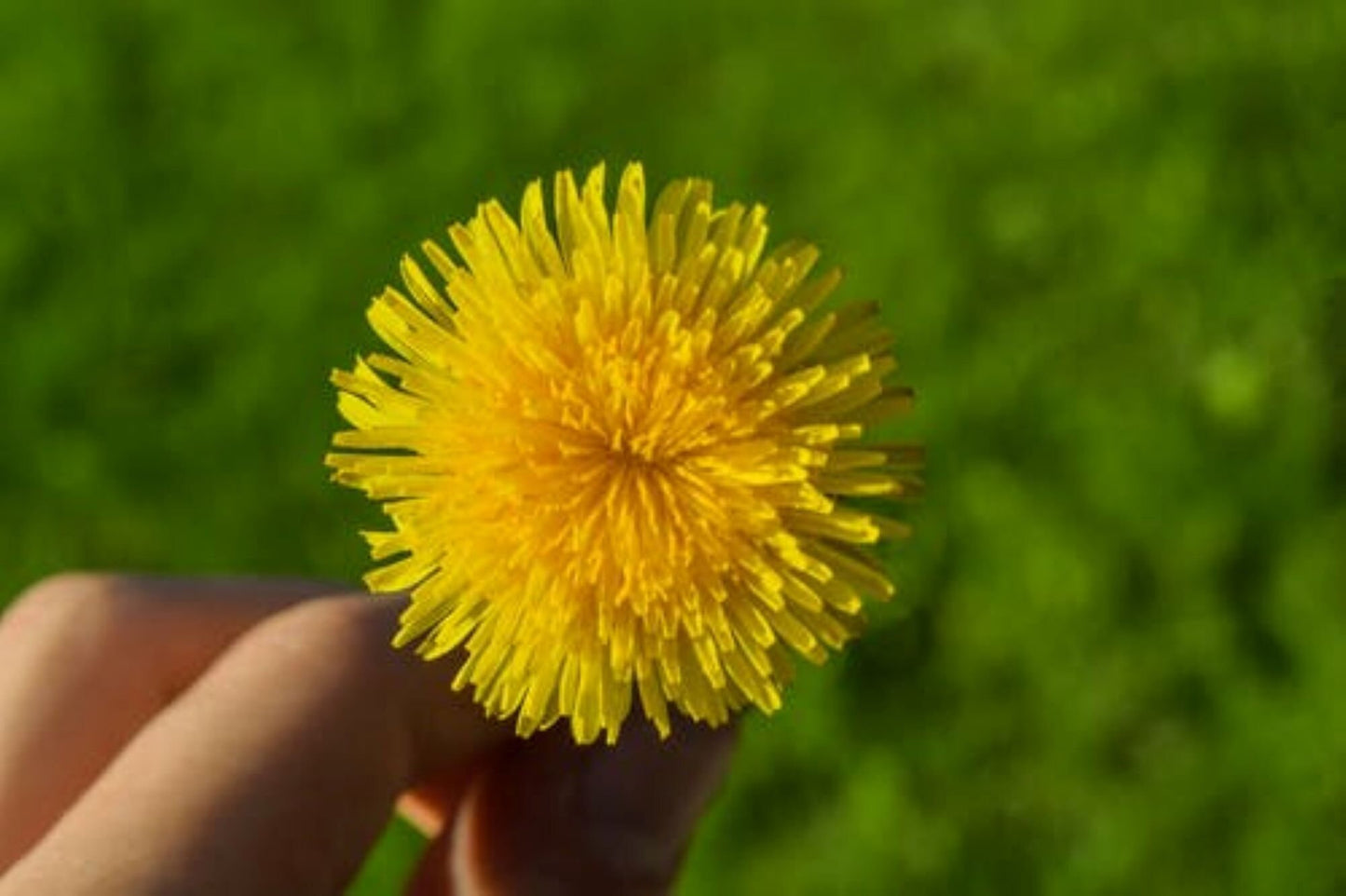 Organic Dandelion Root (taraxacum)