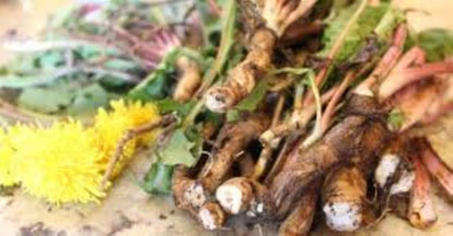 Organic Dandelion Root (taraxacum)