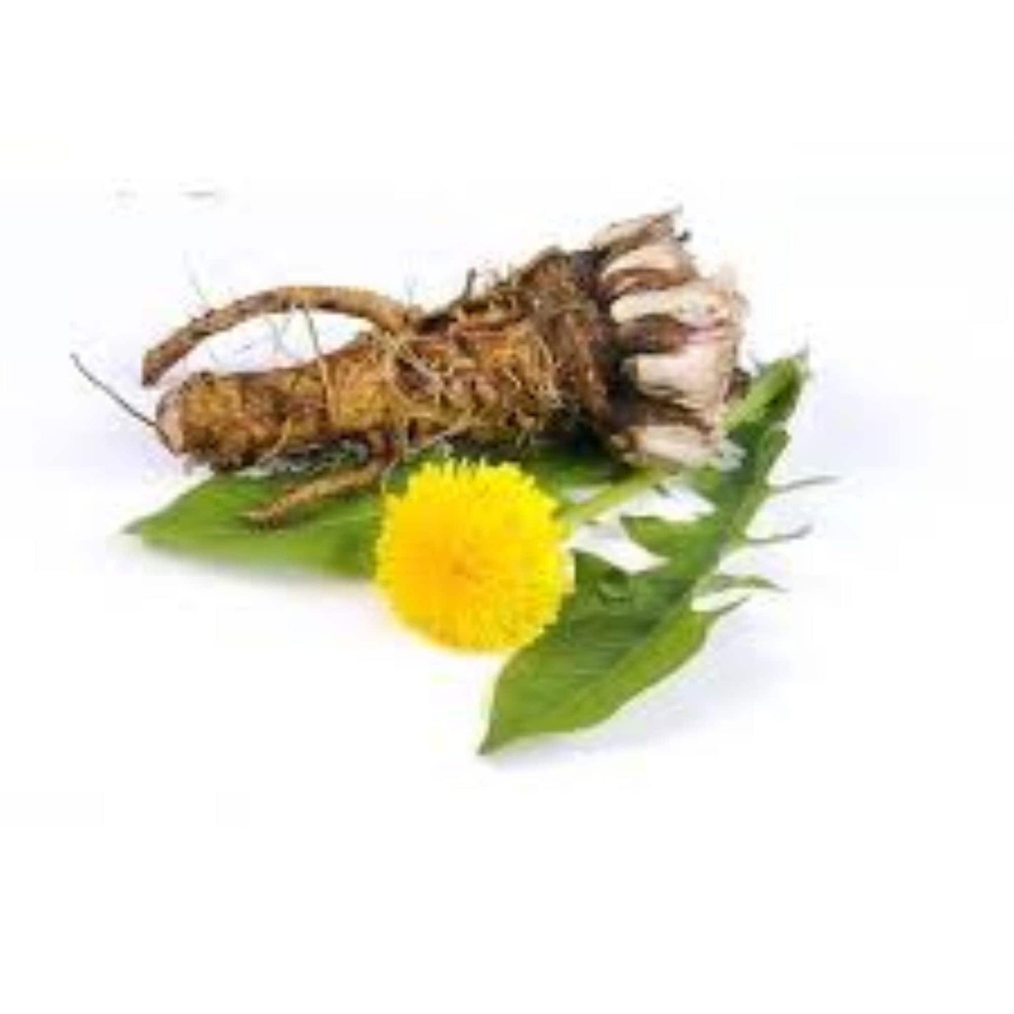 Organic Dandelion Root (taraxacum)