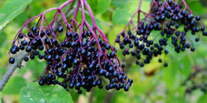 Organic Elderberries (sambucus nigra)