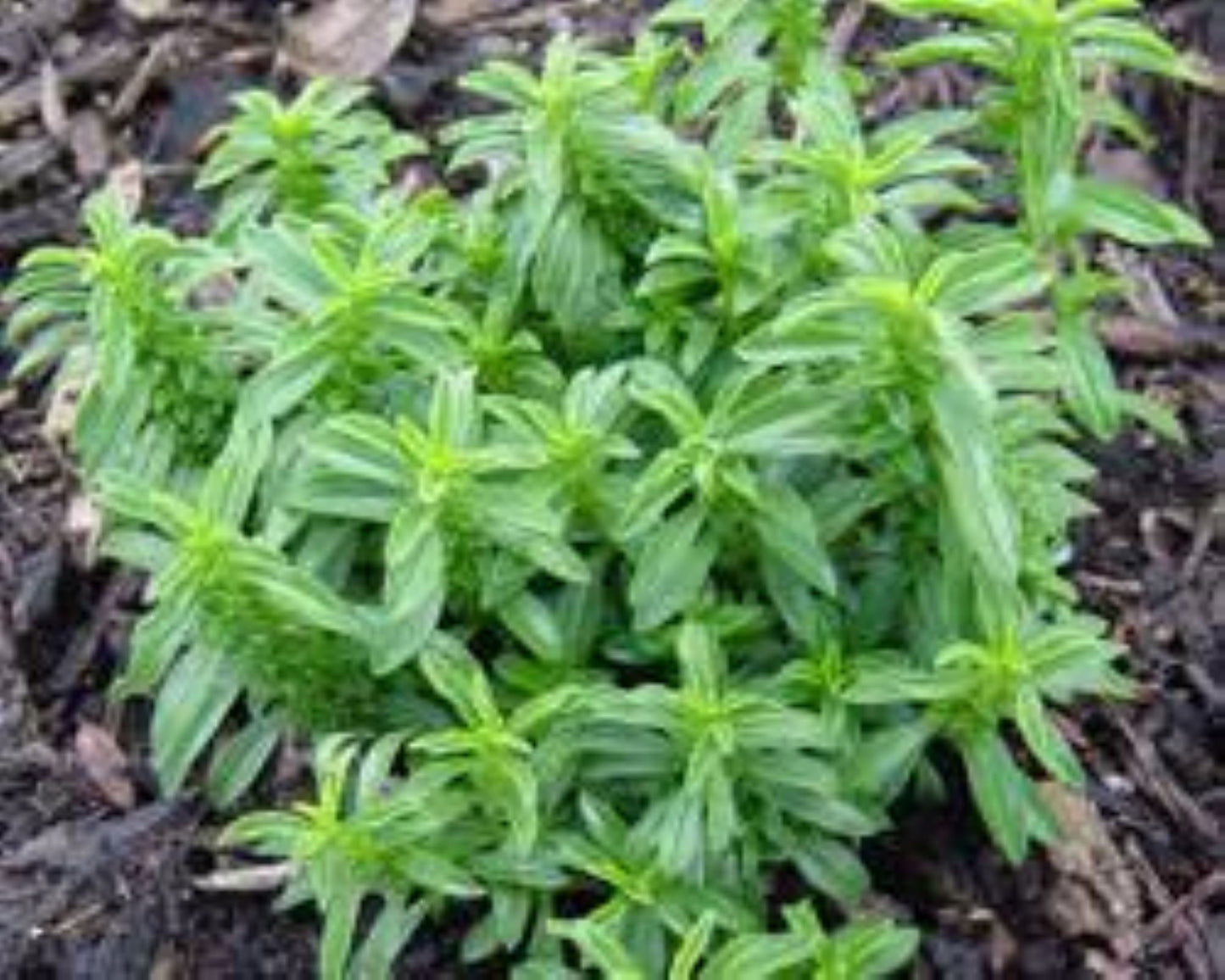 Organic Eyebright (euphrasia)