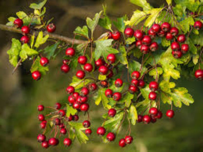 Organic Hawthorn berries (Crataegus monogyna)