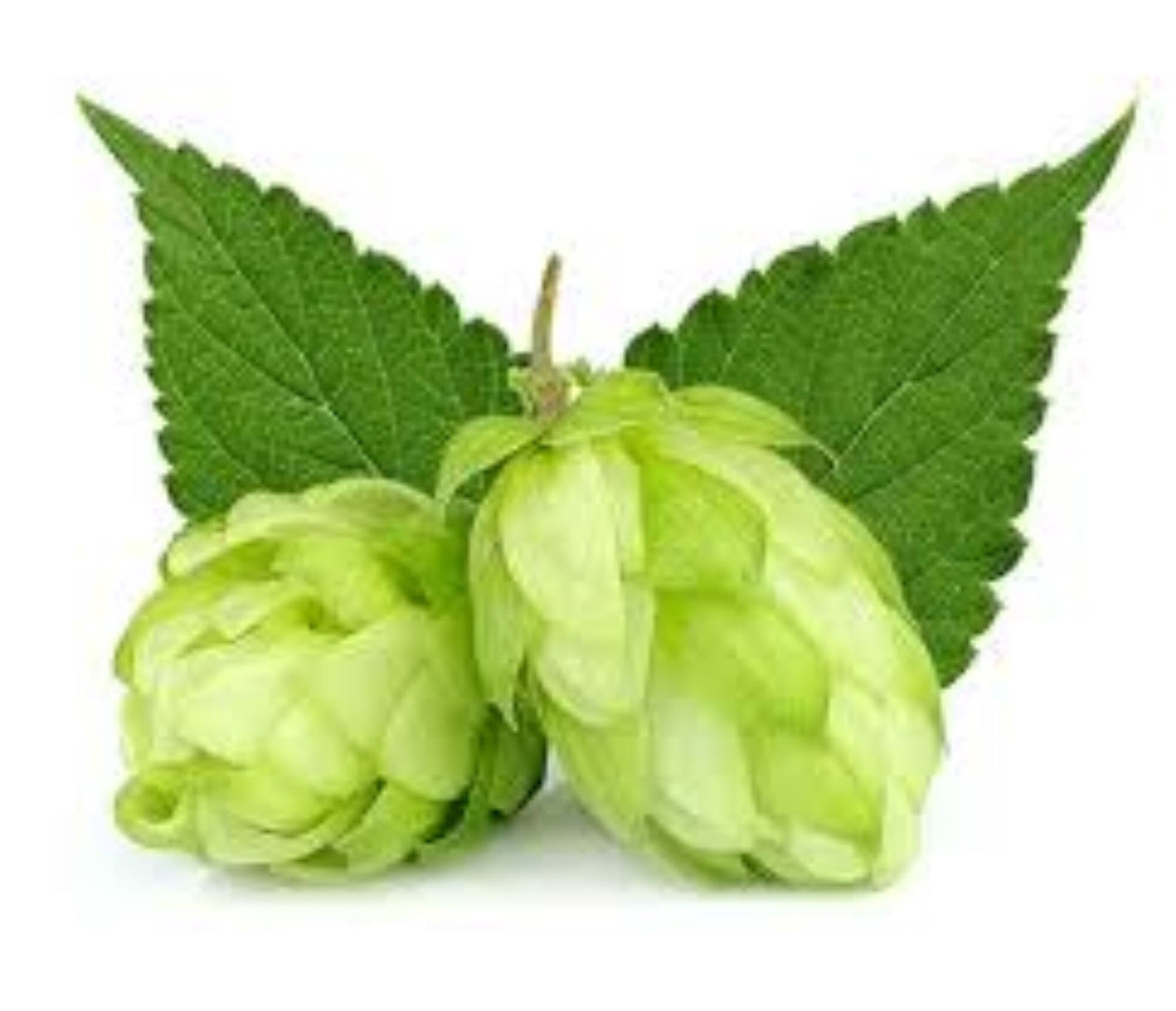 Organic Hops (Humulus lupulus)