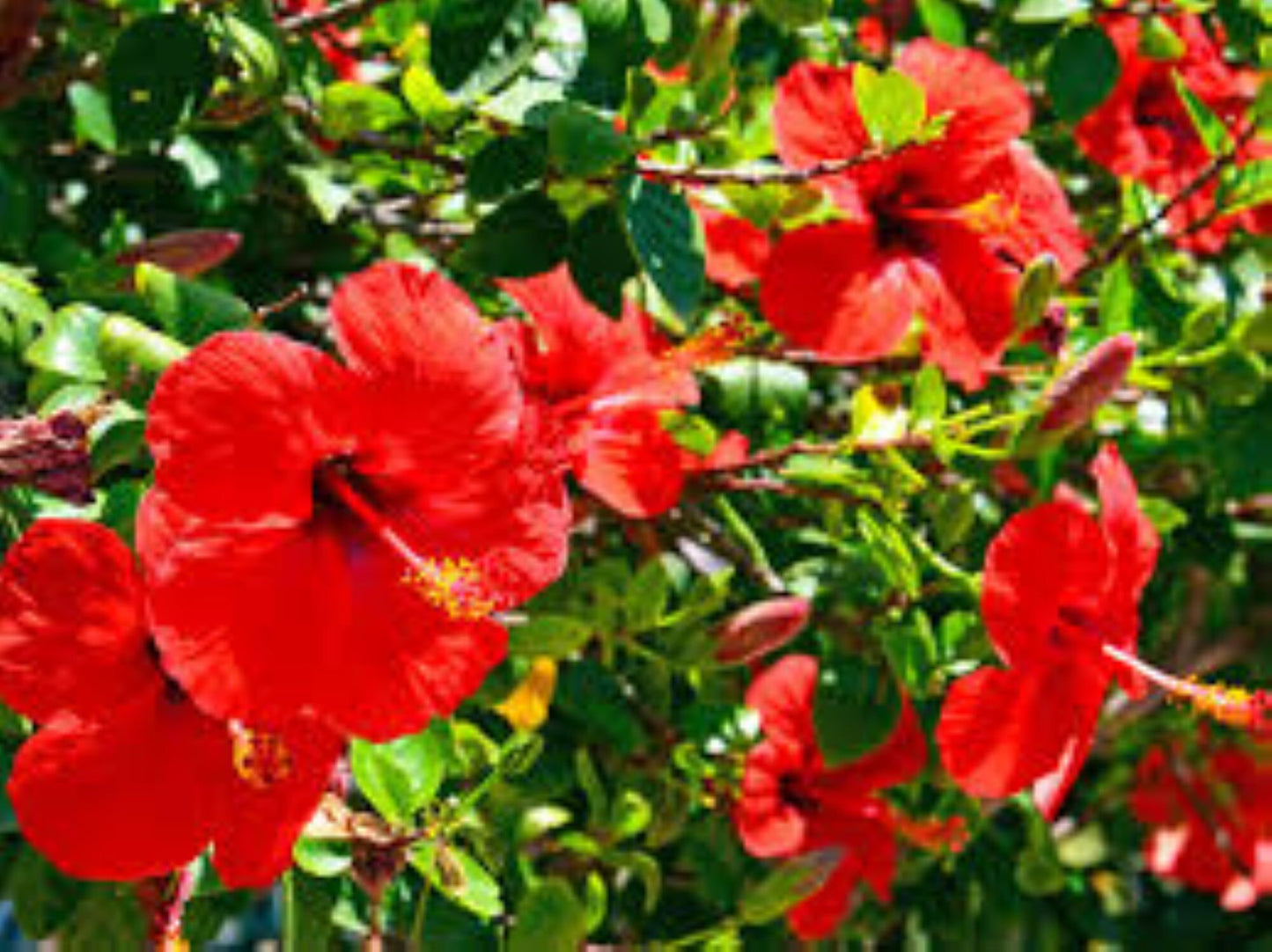 Organic Hibiscus Flowers (hibiscus rosa-sinensis)