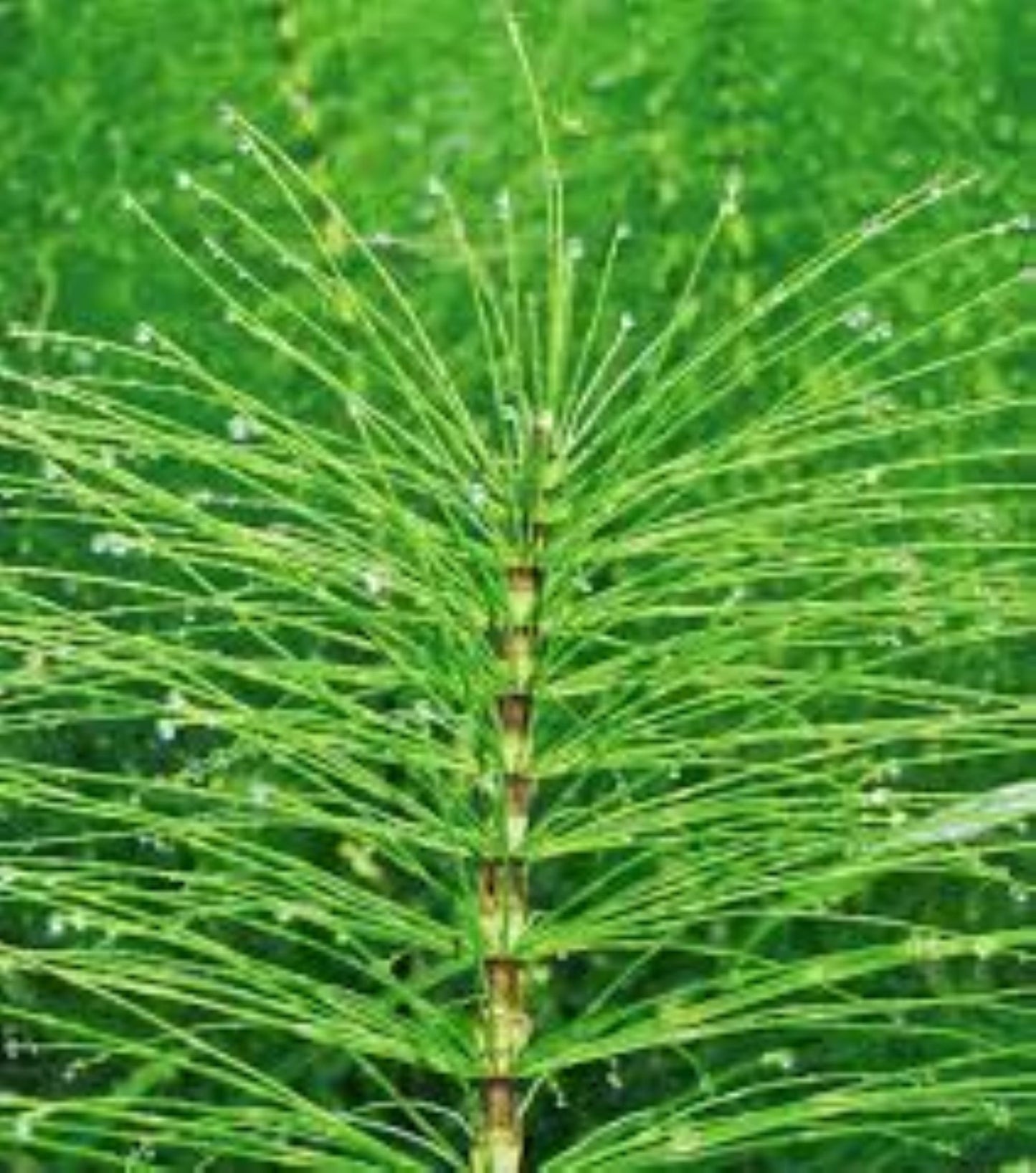 Organic Horsetail (equisetum arvense)