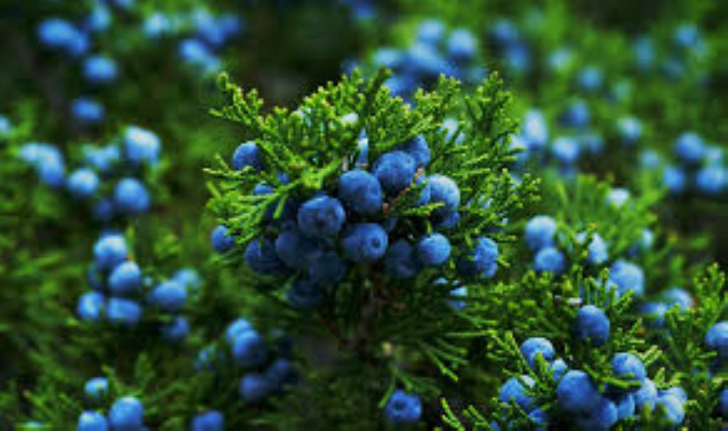 Organic Juniper Berries (juniperus communis)