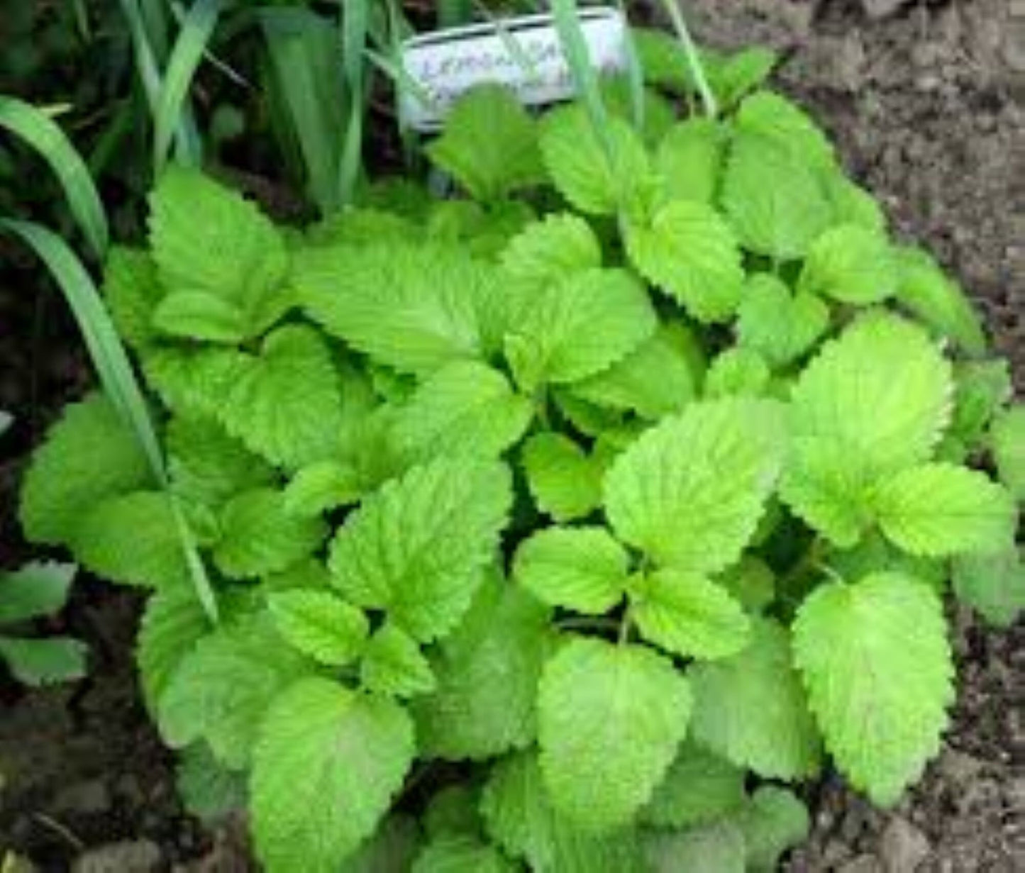 Organic Lemon Balm (melissa officinalis)