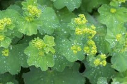 Organic Lady's Mantle (achemilla vulgaris)