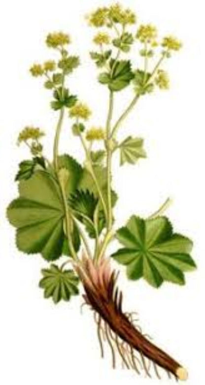 Organic Lady's Mantle (achemilla vulgaris)