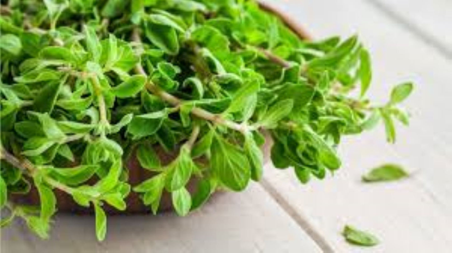 Organic Marjoram (origanum marjoana)