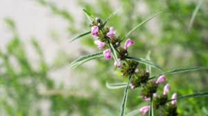 Organic Motherwort (Leonurus cardiaca)