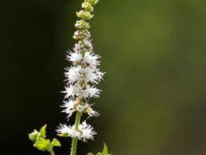 Organic Black Cohosh (actaea racemosa)