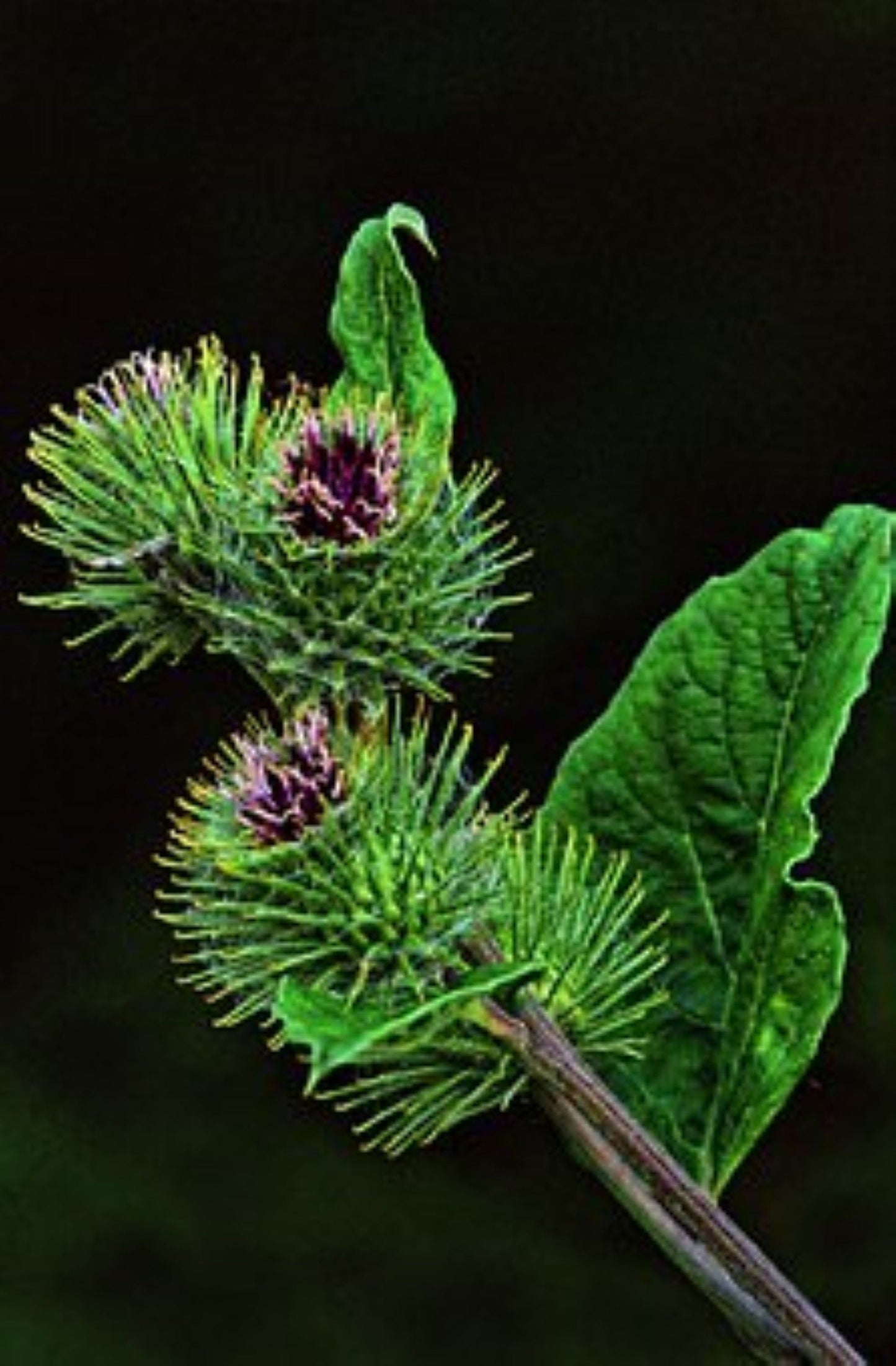 Organic Burdock Root (arctium lappa)