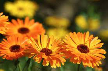 Organic Calendula, WHOLE FLOWERS (calendula officinalis)