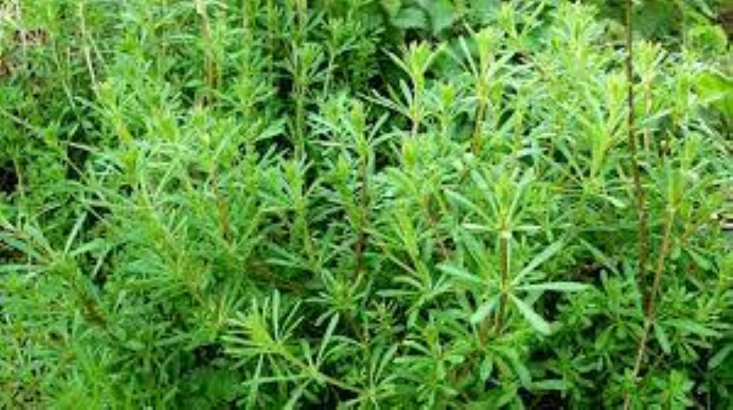 Organic Cleavers (Galium aparine)