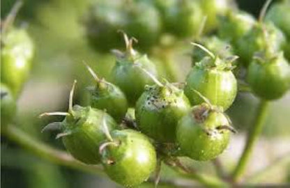 Organic Coriander (Coriandrum sativum)