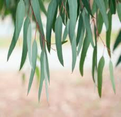 Organic Eucalyptus Leaf - Whole (eucalyptus globulus)