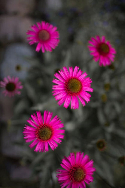 Organic Echinacea (echinacea purpurea)