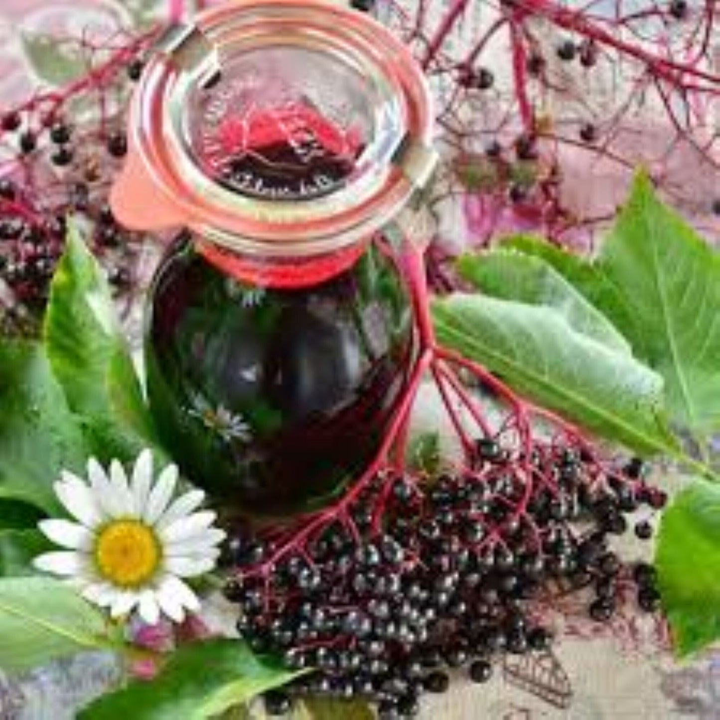 Organic Elderberries (sambucus nigra)