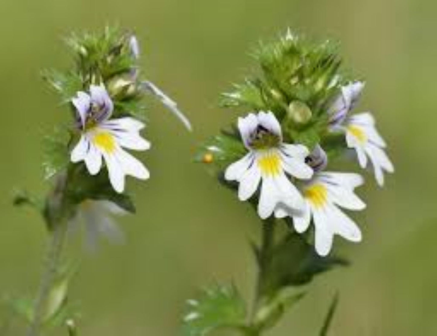 Organic Eyebright (euphrasia)