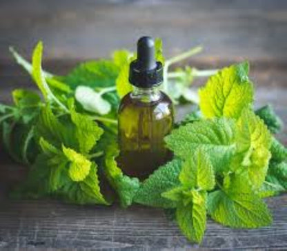 Organic Lemon Balm (melissa officinalis)