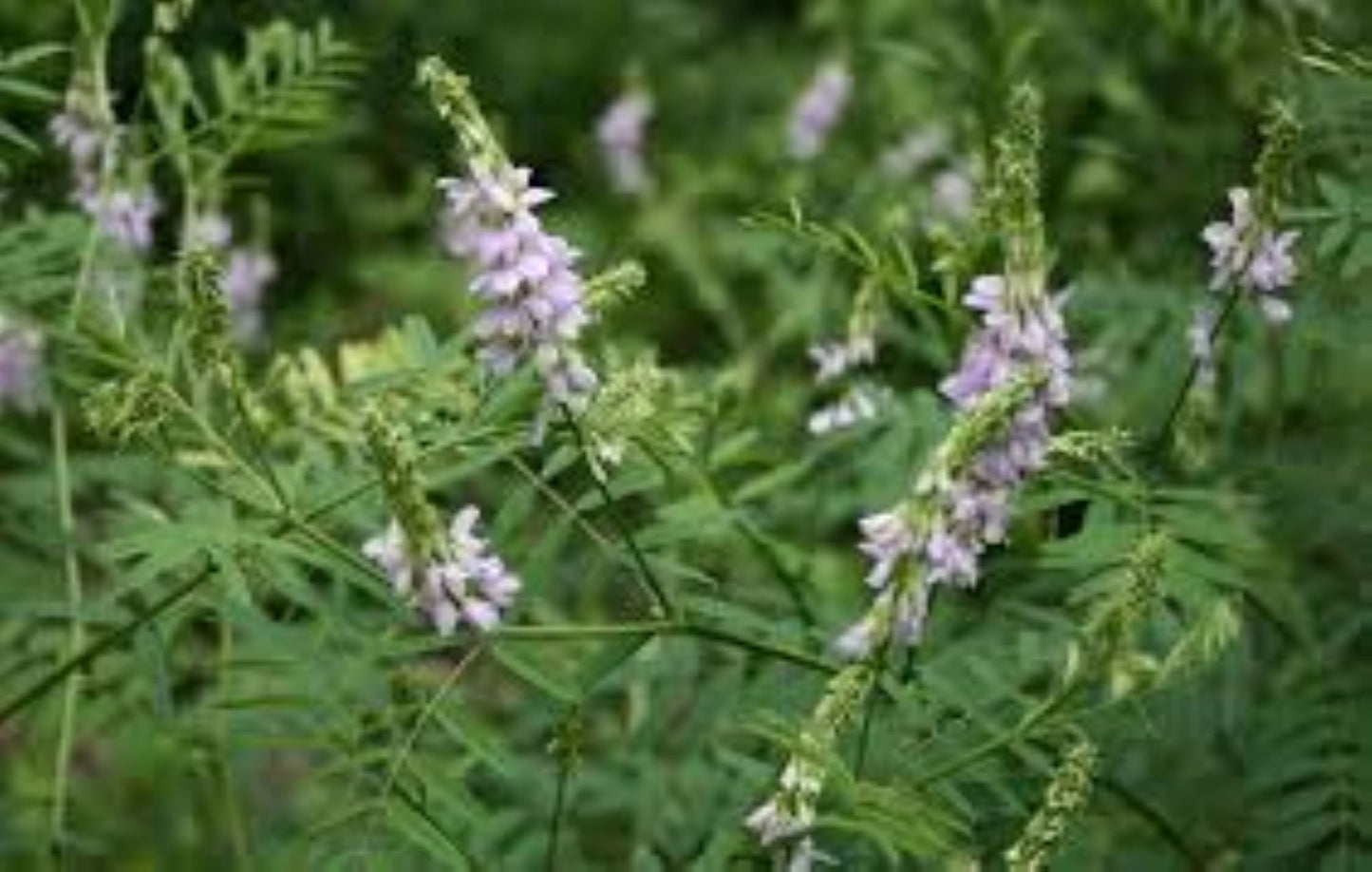 Organic Goat's Rue (galega officinalis)