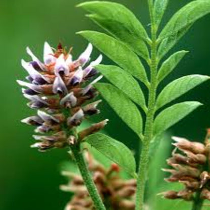 Organic Liquorice, CUT (glycyrrhiza glabra)