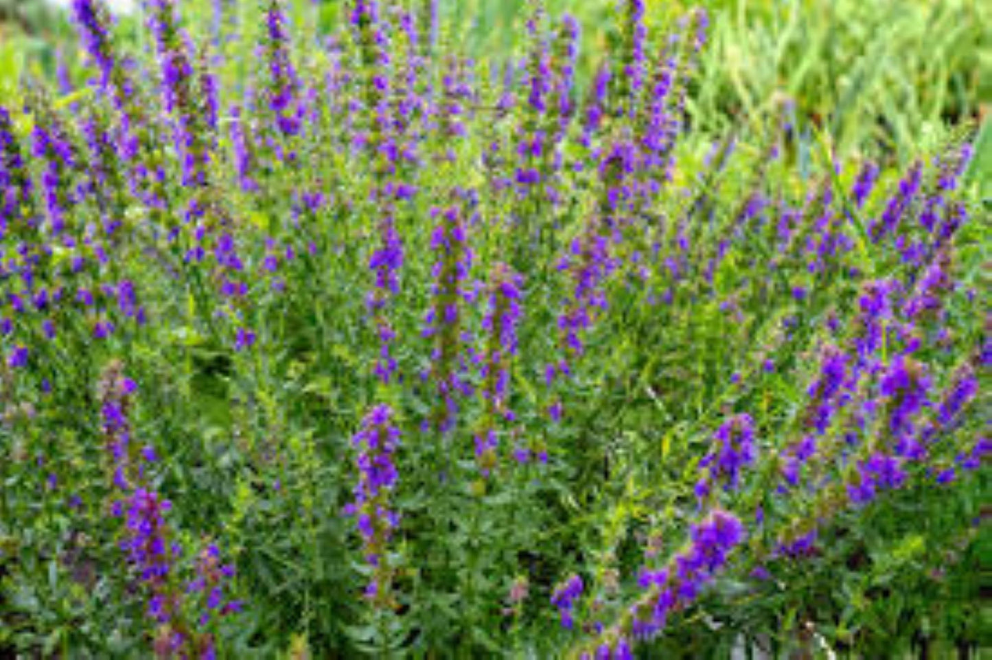 Organic Hyssop (hyssopus officinalis)