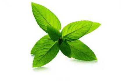 Organic Peppermint (Mentha x piperita)