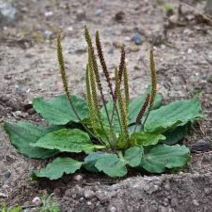 Organic Plantain (L. plantago lanceolata)