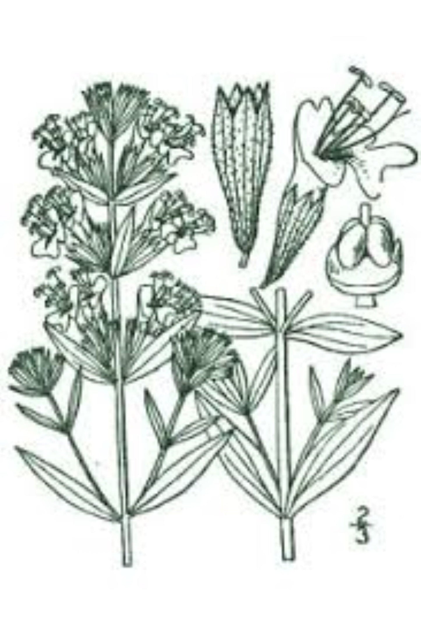 Organic Hyssop (hyssopus officinalis)