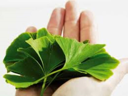 Organic Ginkgo Leaf (ginkgo biloba)