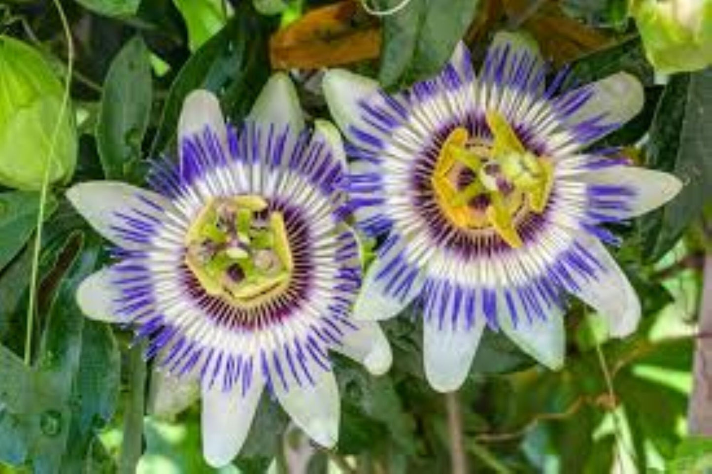 Organic Passion flower (Passiflora incarnata)