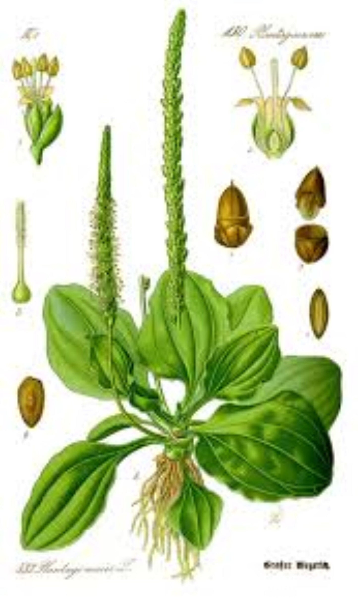 Organic Plantain (L. plantago lanceolata)