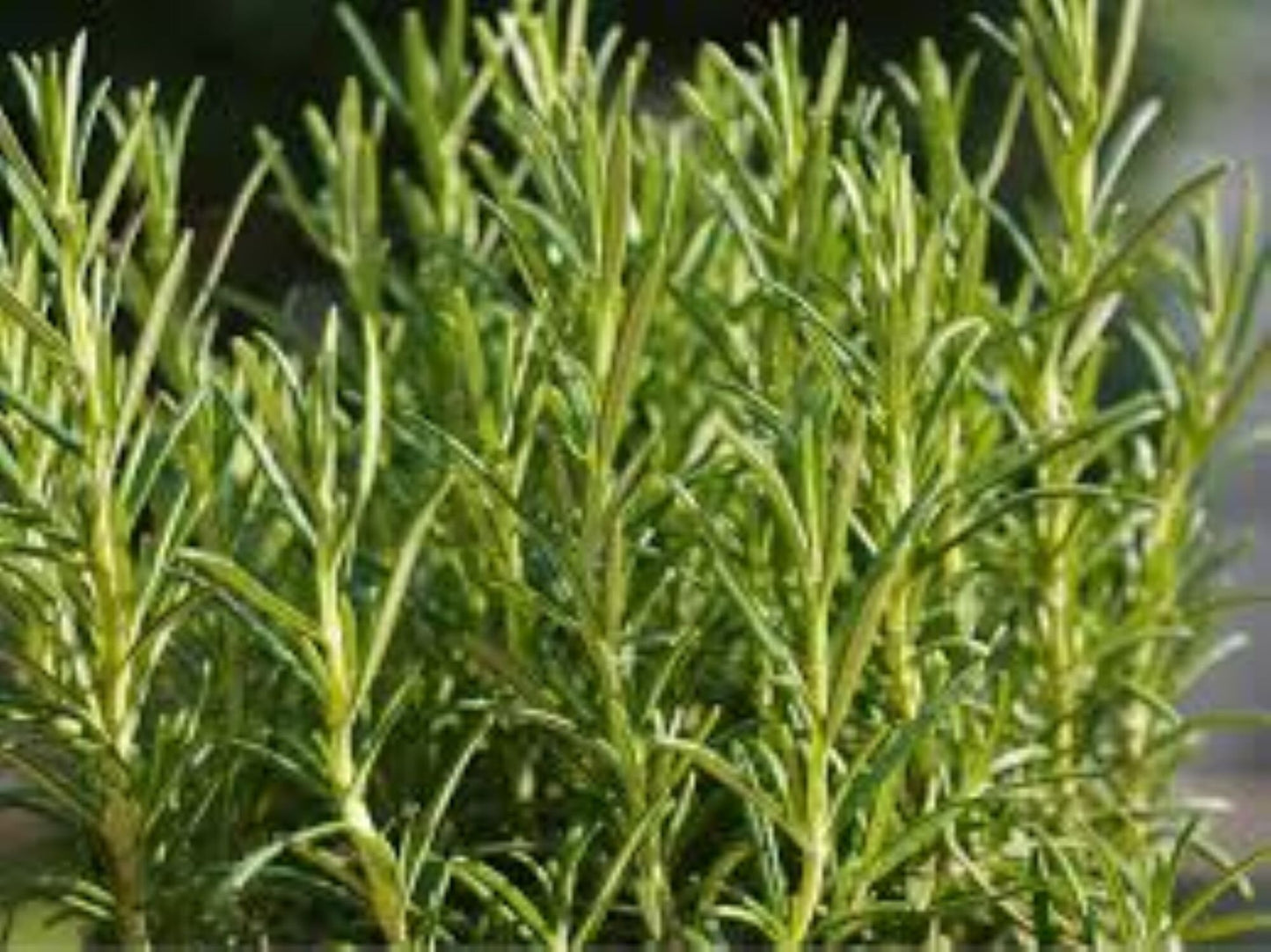 Organic Rosemary (salvia rosmarinus)