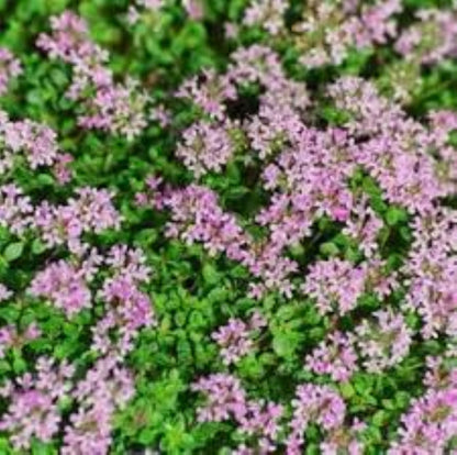 Organic Thyme (Thymus vulgaris)