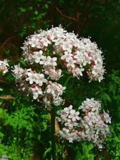 Organic Valerian (Valeriana officinalis)